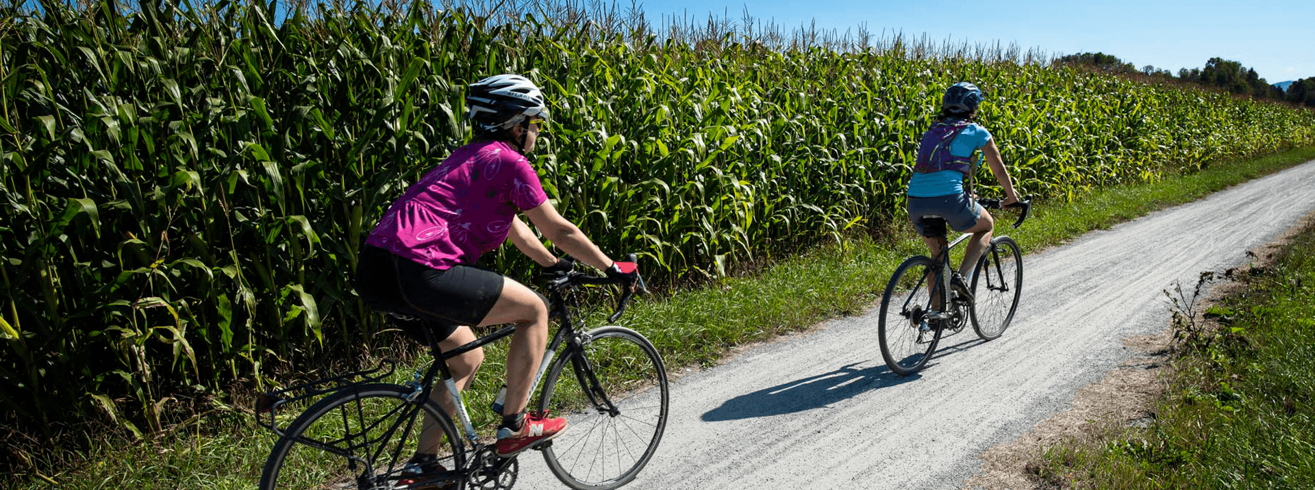 Two cyclists riding on a path beside a cornfield on a sunny day.